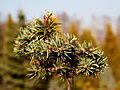 Abies concolor Ostrov nad Orzi IMG_1947 Jodła jednobarwna